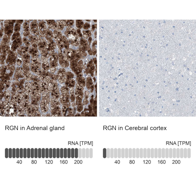 Separated Rgn RGN Polyclonal Antibody | Invitrogen (PA5-56056)