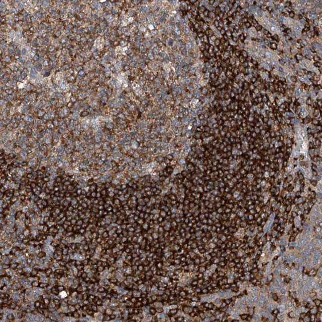 CEP85L Antibody in Immunohistochemistry (Paraffin) (IHC (P))