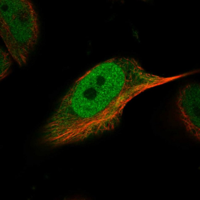 SNR48 Antibody in Immunocytochemistry (ICC/IF)