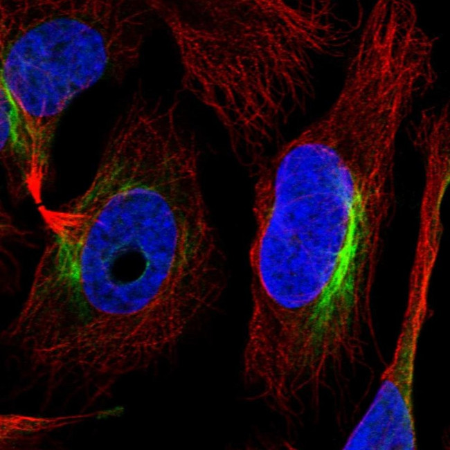 ZNF557 Antibody in Immunocytochemistry (ICC/IF)