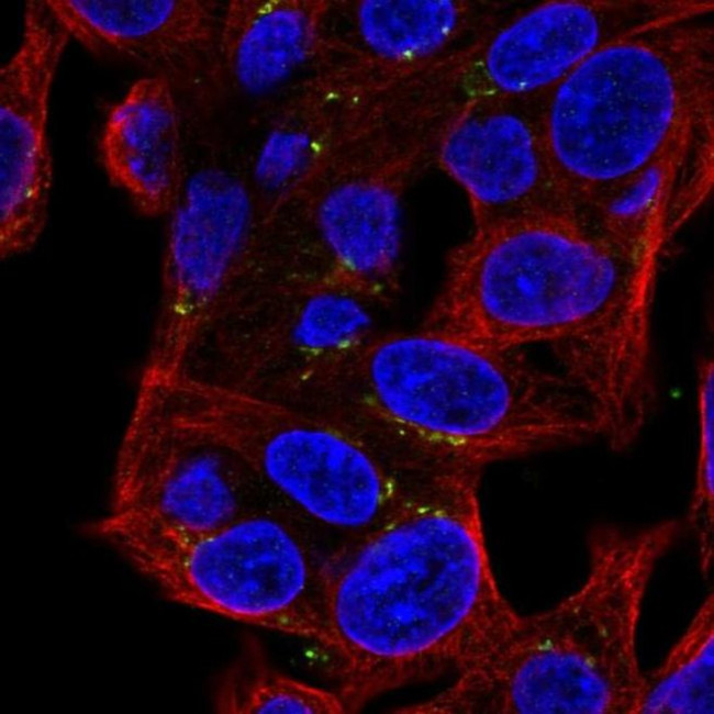 MASP2 Antibody in Immunocytochemistry (ICC/IF)