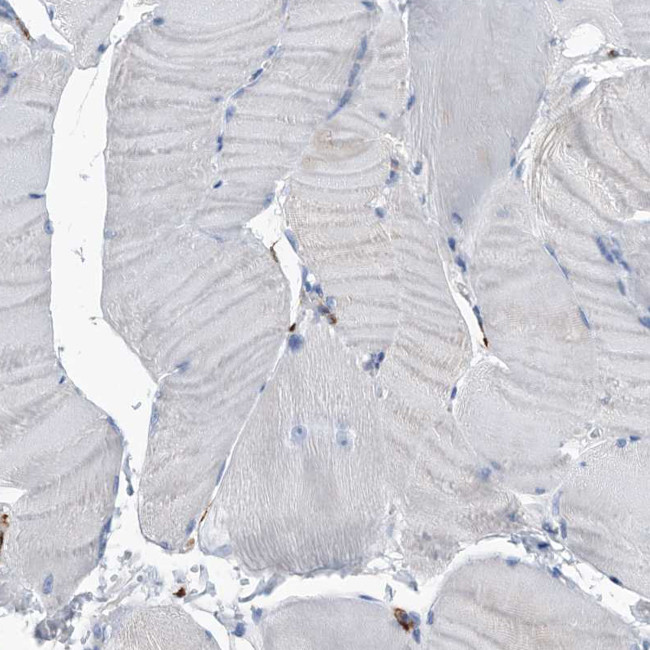 MS4A4A Antibody in Immunohistochemistry (Paraffin) (IHC (P))