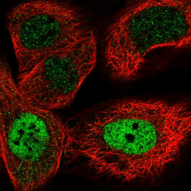 ZNF426 Antibody in Immunocytochemistry (ICC/IF)