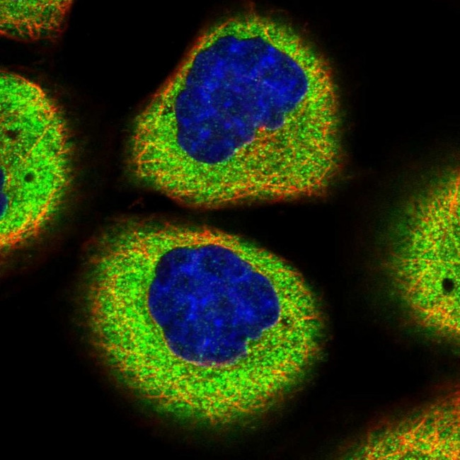 SMG7 Antibody in Immunocytochemistry (ICC/IF)