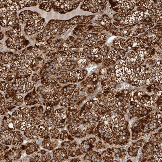 APLF Antibody in Immunohistochemistry (Paraffin) (IHC (P))