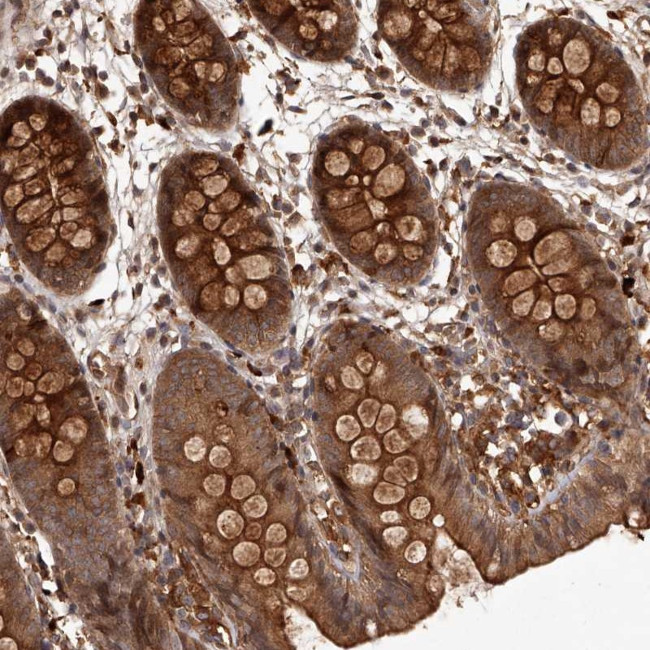 CRYZL1 Antibody in Immunohistochemistry (Paraffin) (IHC (P))