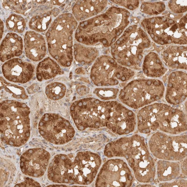 FAM180B Antibody in Immunohistochemistry (Paraffin) (IHC (P))