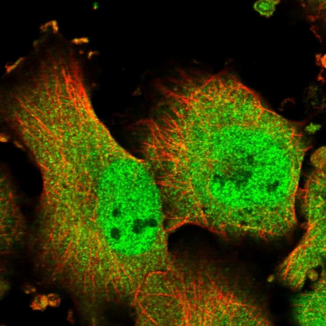 TMUB1 Antibody in Immunocytochemistry (ICC/IF)