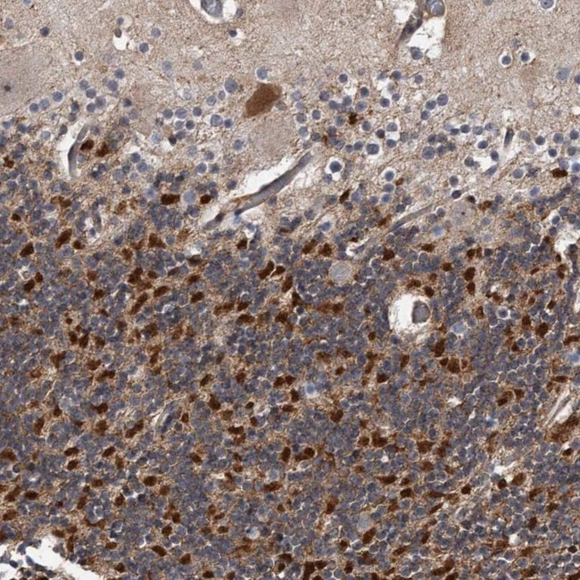 KV4.3 (KCND3) Antibody in Immunohistochemistry (IHC)
