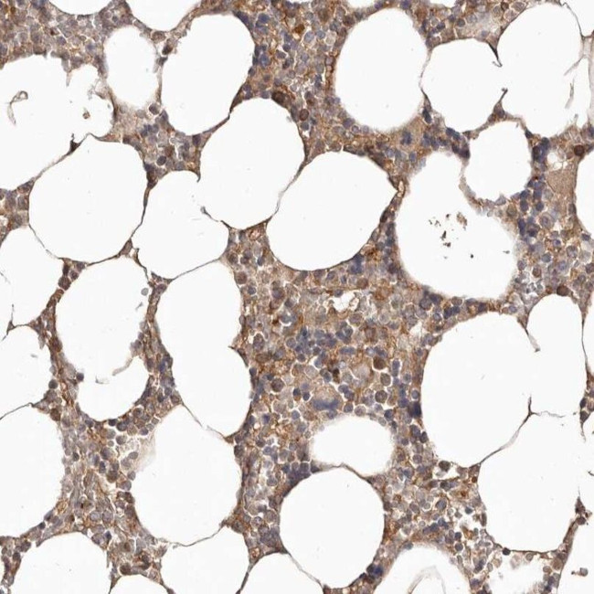 LRRC25 Antibody in Immunohistochemistry (IHC)