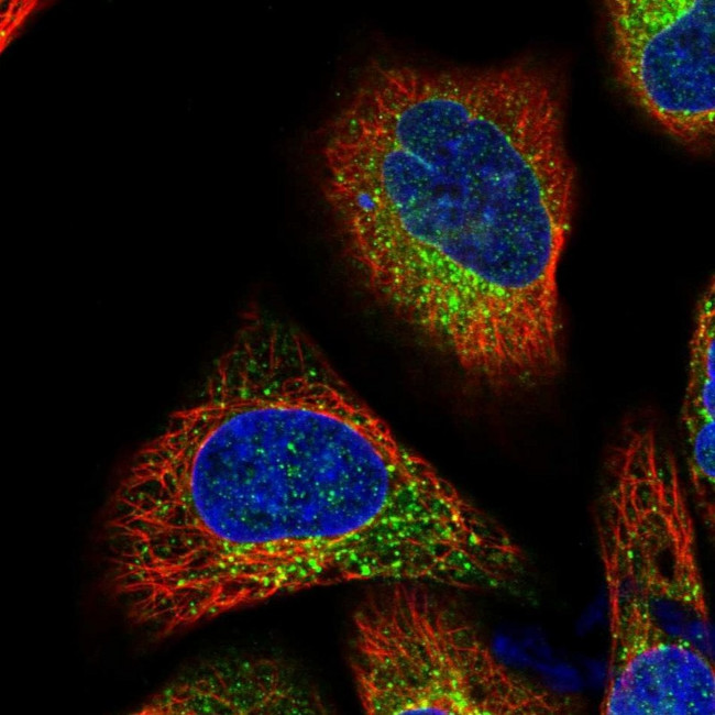 TMC7 Antibody in Immunocytochemistry (ICC/IF)