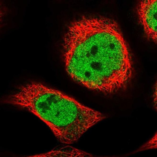 ZNF789 Antibody in Immunocytochemistry (ICC/IF)
