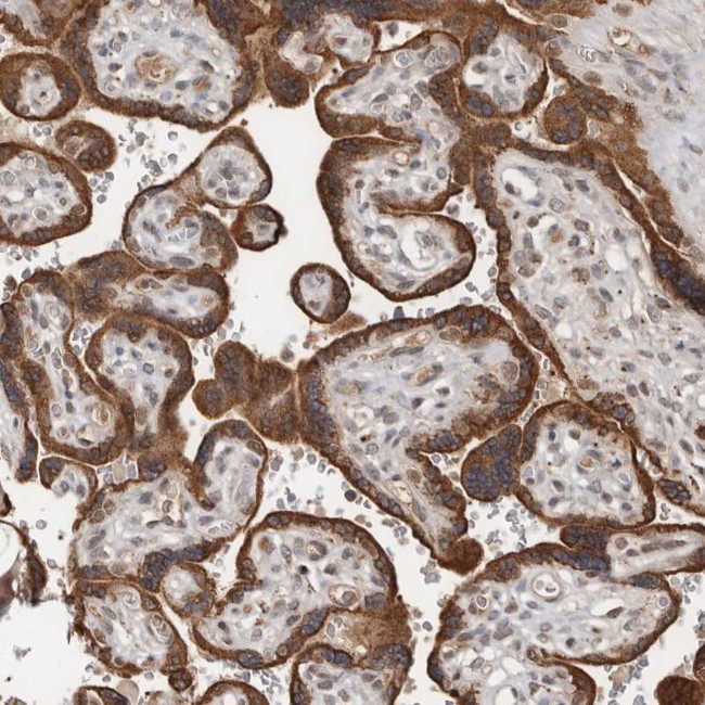 LRGUK Antibody in Immunohistochemistry (Paraffin) (IHC (P))
