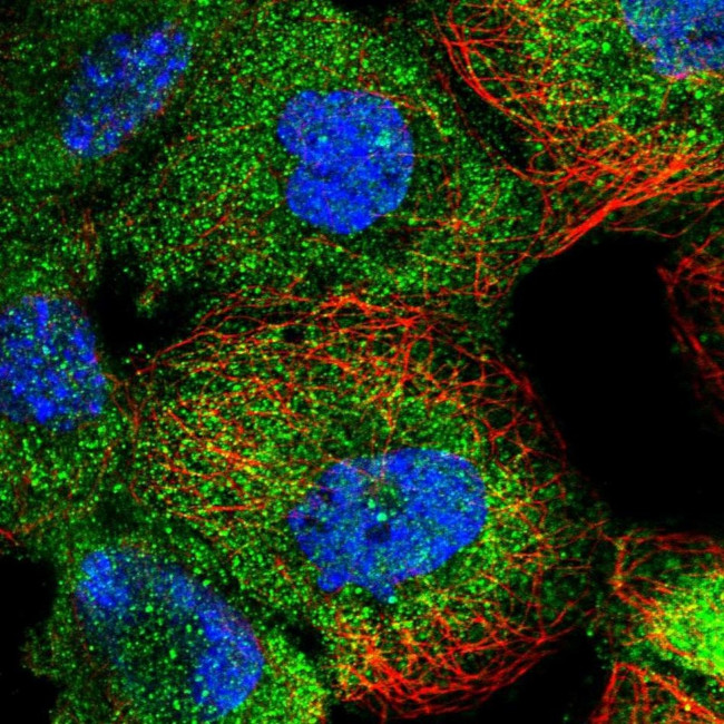 MTURN Antibody in Immunocytochemistry (ICC/IF)