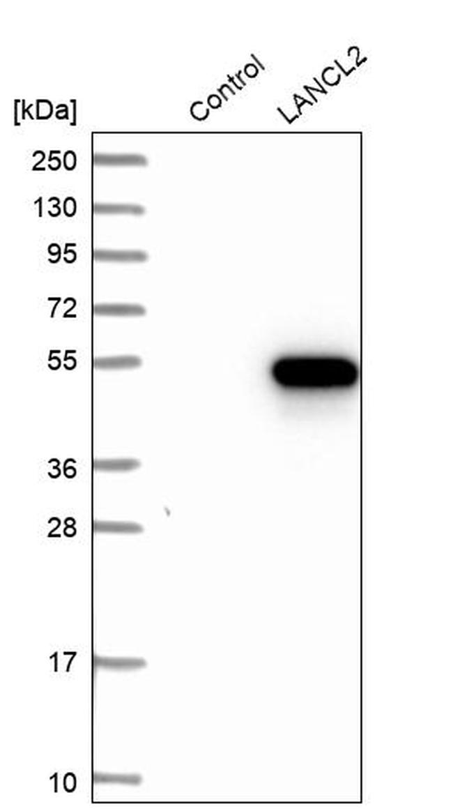 LANCL2 Antibody in Western Blot (WB)