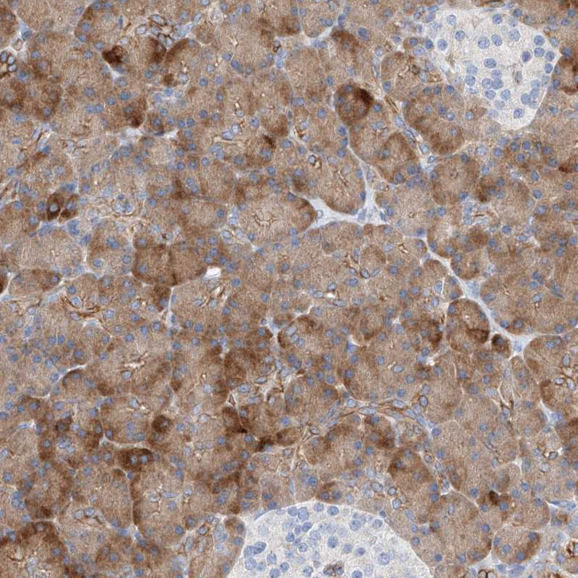 SBSPON Antibody in Immunohistochemistry (Paraffin) (IHC (P))