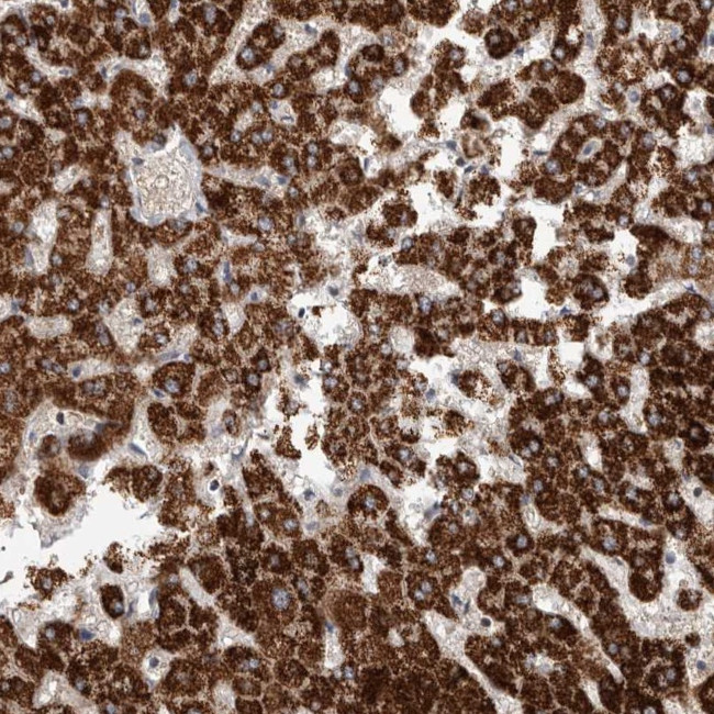 RNF217 Antibody in Immunohistochemistry (Paraffin) (IHC (P))