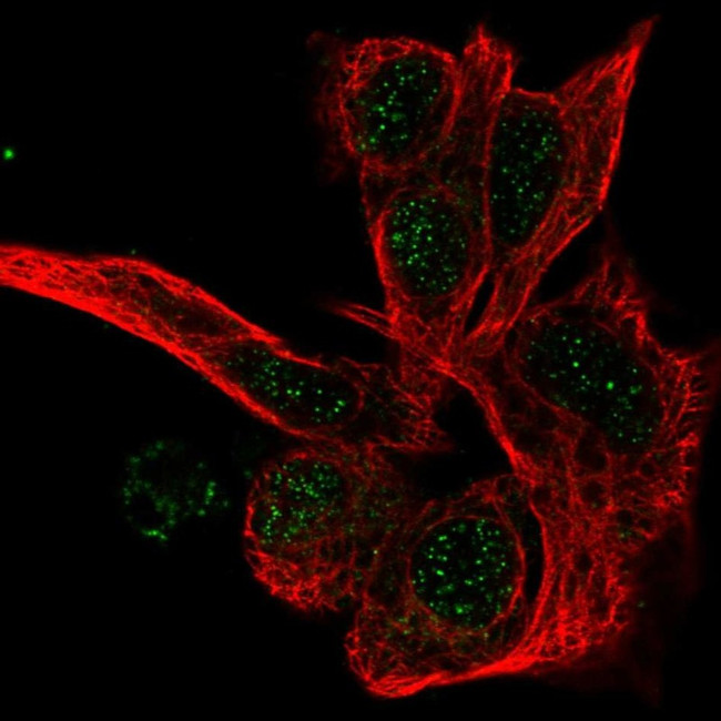PSMB1 Antibody in Immunocytochemistry (ICC/IF)