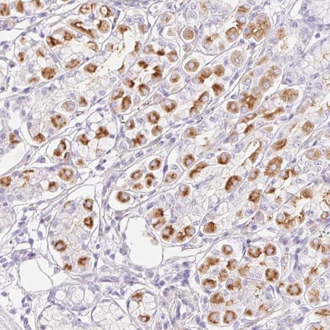 KCNE2 Antibody in Immunohistochemistry (Paraffin) (IHC (P))