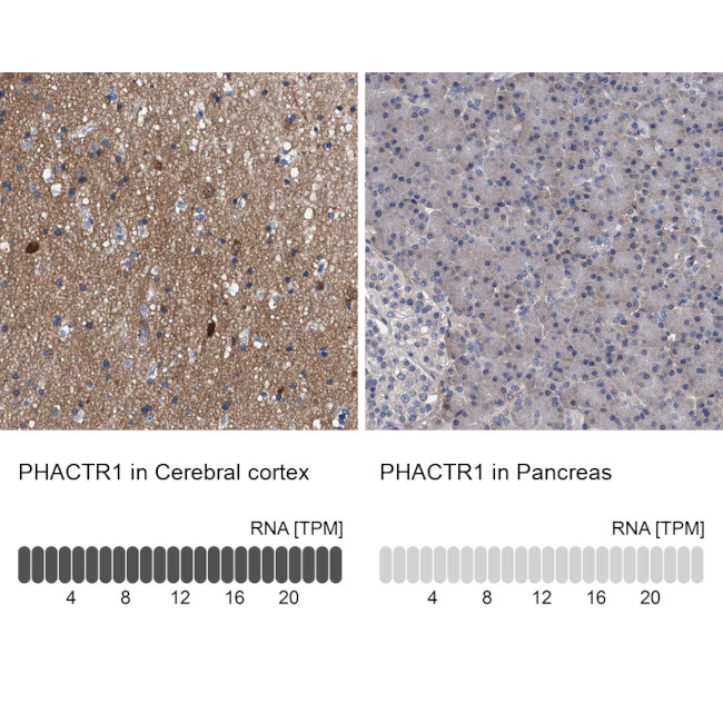PHACTR1 Antibody