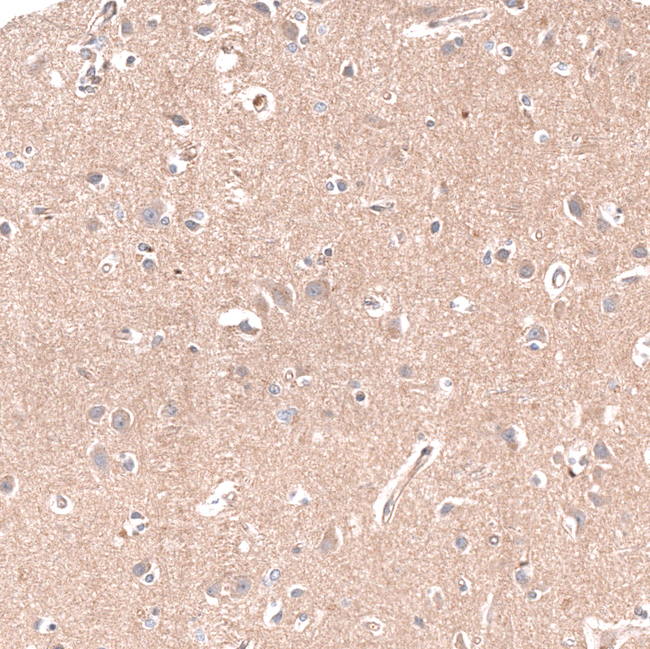 NKAIN4 Antibody in Immunohistochemistry (Paraffin) (IHC (P))
