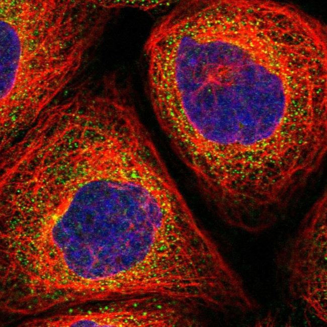 FAM185A Antibody in Immunocytochemistry (ICC/IF)