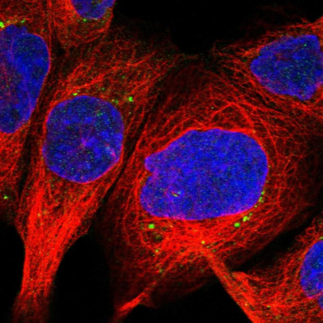 PGBD2 Antibody in Immunocytochemistry (ICC/IF)