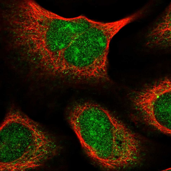C1orf131 Antibody in Immunocytochemistry (ICC/IF)