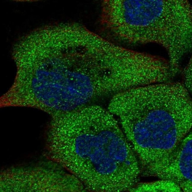 RUSC1 Antibody in Immunocytochemistry (ICC/IF)