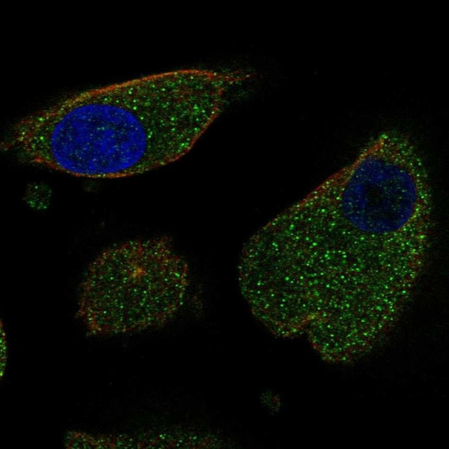 LURAP1 Antibody in Immunocytochemistry (ICC/IF)