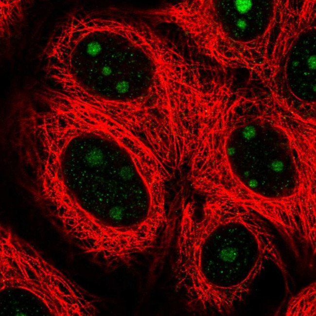 SPATA17 Antibody in Immunocytochemistry (ICC/IF)