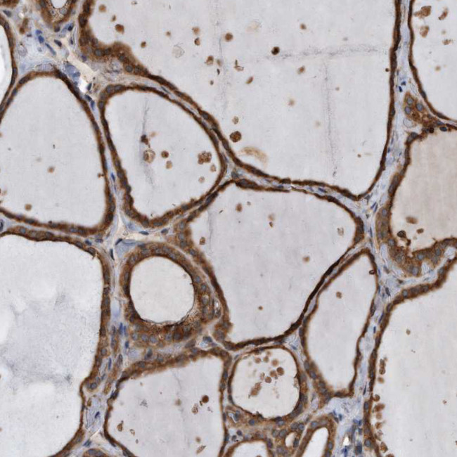 FAM136A Antibody in Immunohistochemistry (Paraffin) (IHC (P))