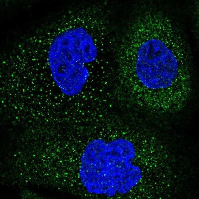 FAM188B Antibody in Immunocytochemistry (ICC/IF)
