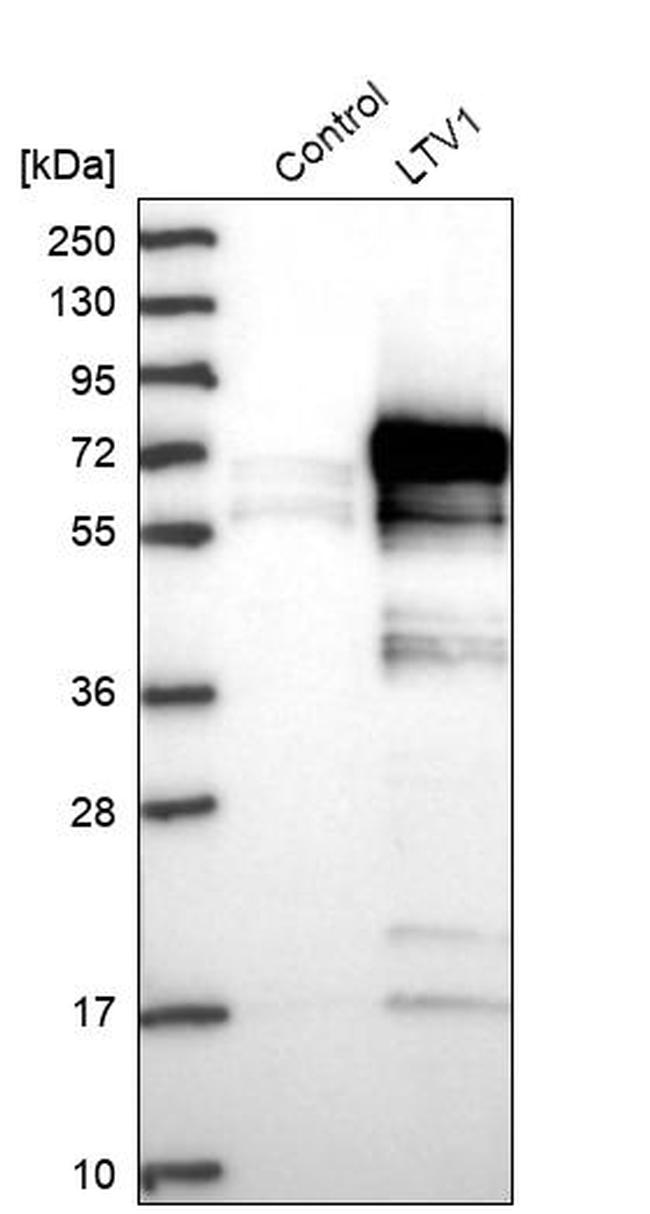 LTV1 Homolog Antibody in Western Blot (WB)