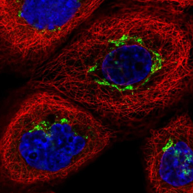 TJAP1 Antibody in Immunocytochemistry (ICC/IF)