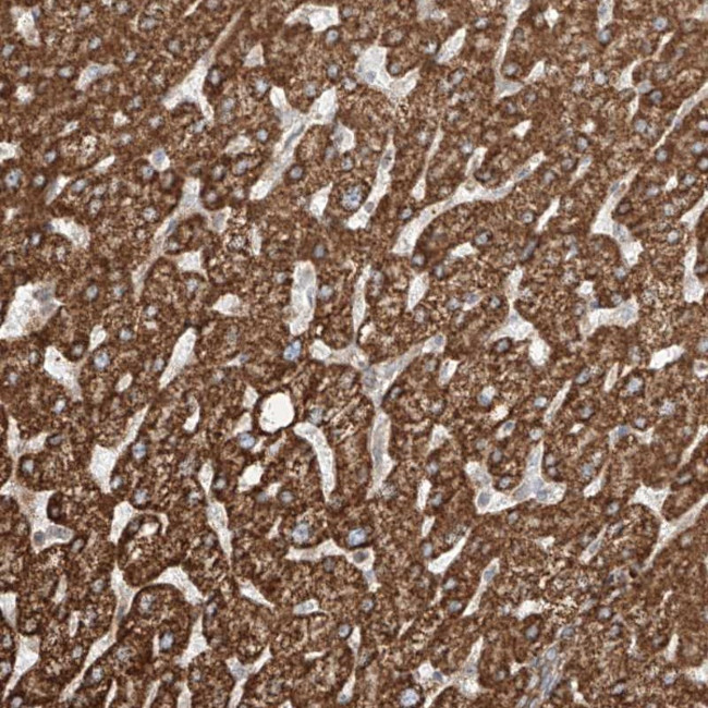 CEP162 Antibody in Immunohistochemistry (Paraffin) (IHC (P))