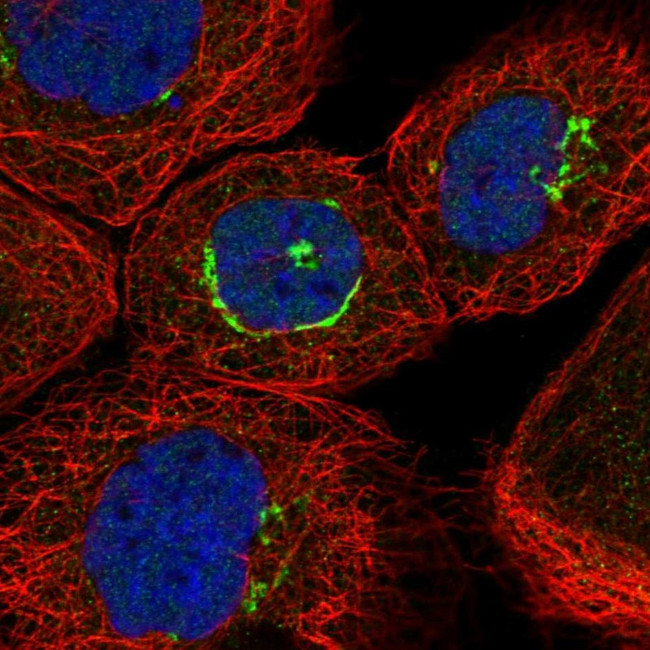 ZNF25 Antibody in Immunocytochemistry (ICC/IF)