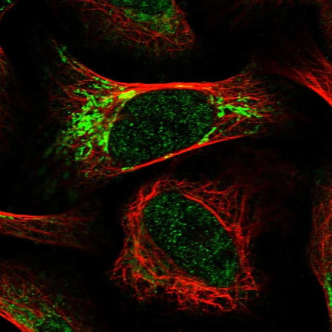 Rhotekin Antibody in Immunocytochemistry (ICC/IF)