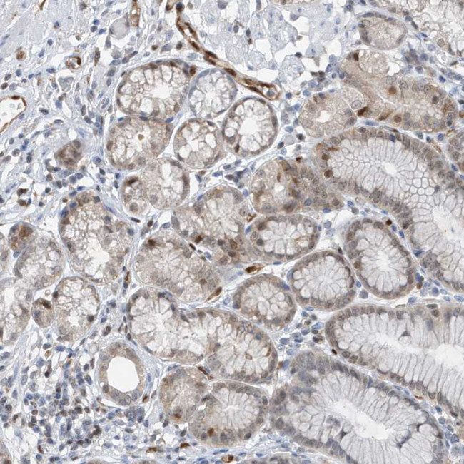 NCOA7 Antibody in Immunohistochemistry (Paraffin) (IHC (P))