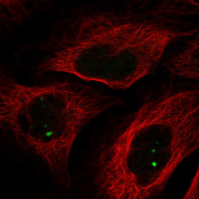 NCOA7 Antibody in Immunocytochemistry (ICC/IF)