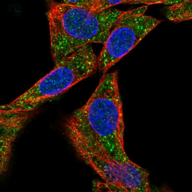 METAP1D Antibody in Immunocytochemistry (ICC/IF)