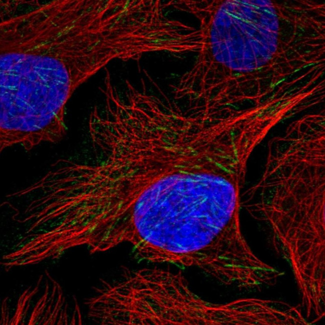 FRMD1 Antibody in Immunocytochemistry (ICC/IF)