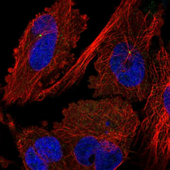 MTMR11 Antibody in Immunocytochemistry (ICC/IF)