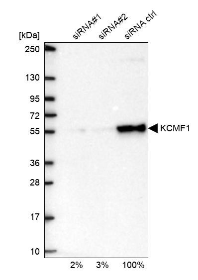 KCMF1 Antibody
