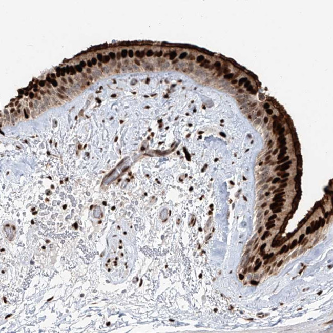 DZIP1L Antibody in Immunohistochemistry (Paraffin) (IHC (P))