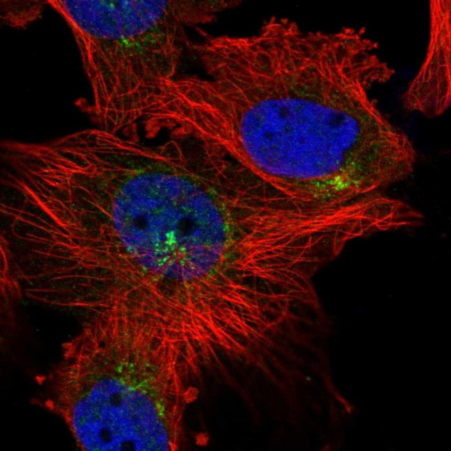 KLF7 Antibody in Immunocytochemistry (ICC/IF)