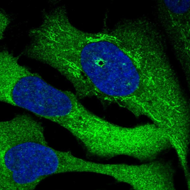 SRBD1 Antibody in Immunocytochemistry (ICC/IF)