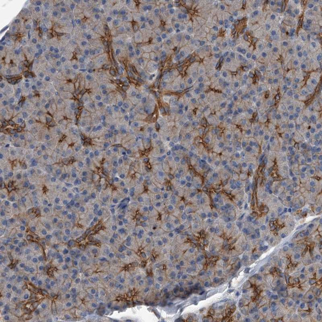 ZNF343 Antibody in Immunohistochemistry (Paraffin) (IHC (P))