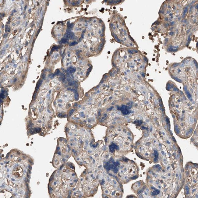 PRSS23 Antibody in Immunohistochemistry (Paraffin) (IHC (P))