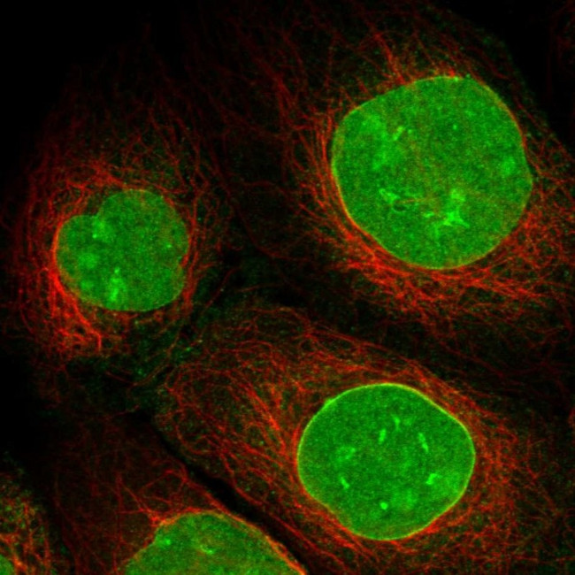 SAMD15 Antibody in Immunocytochemistry (ICC/IF)